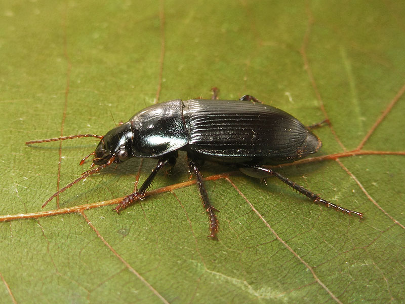 Carabidae: Harpalus dimidiatus